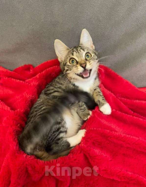 Кошки в Санкт-Петербурге: Миникошечка, крошечка Гаечка Девочка, Бесплатно - фото 1