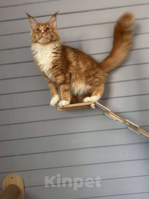 Кошки в Москве: Котёнок мейн-кун Мальчик, 75 000 руб. - фото 3