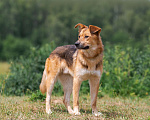 Собаки в Бронницах: Тайгер в поиске дома  Мальчик, 1 руб. - фото 2
