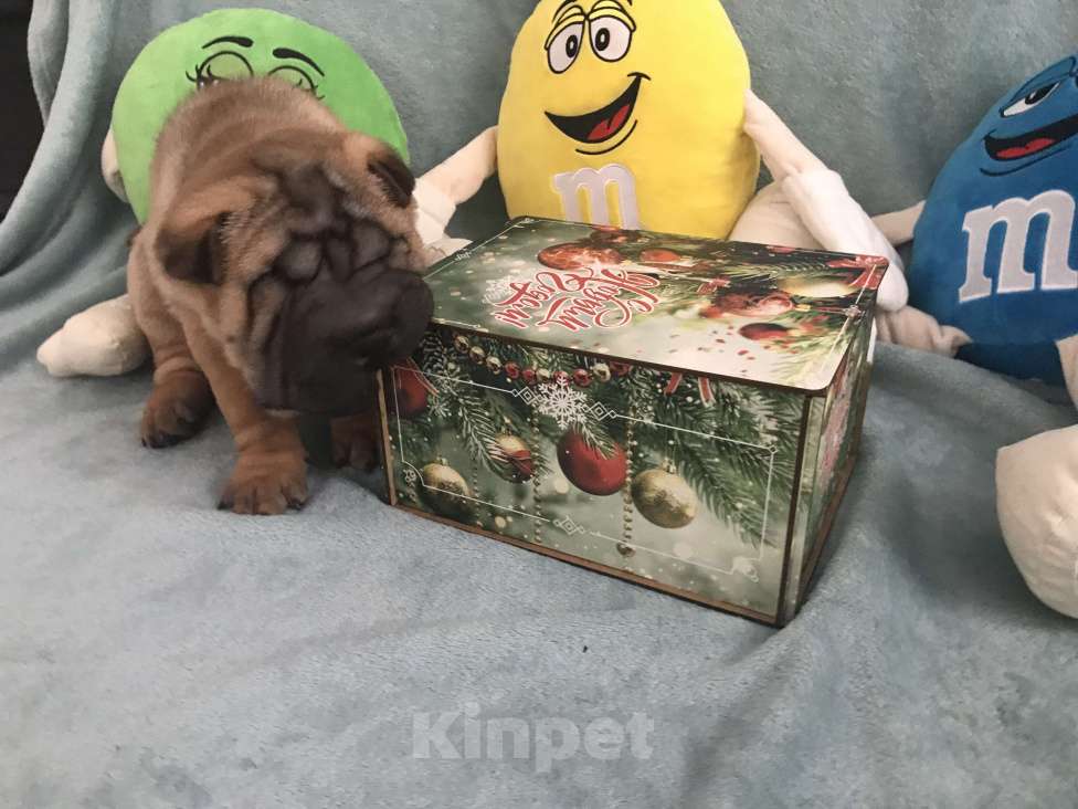 Собаки в Москве: Продаются высокопородные щенки Шарпея  Девочка, Бесплатно - фото 7