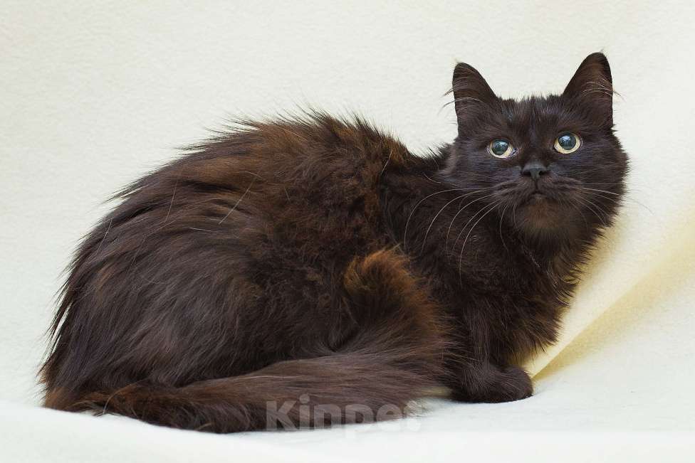 Кошки в Москве: Укотовим семью без вредных привычек и финансовых трудностей Девочка, Бесплатно - фото 4