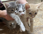 Кошки в Омске: Отдаю котят в добрые руки Разнополые, Бесплатно - фото 1
