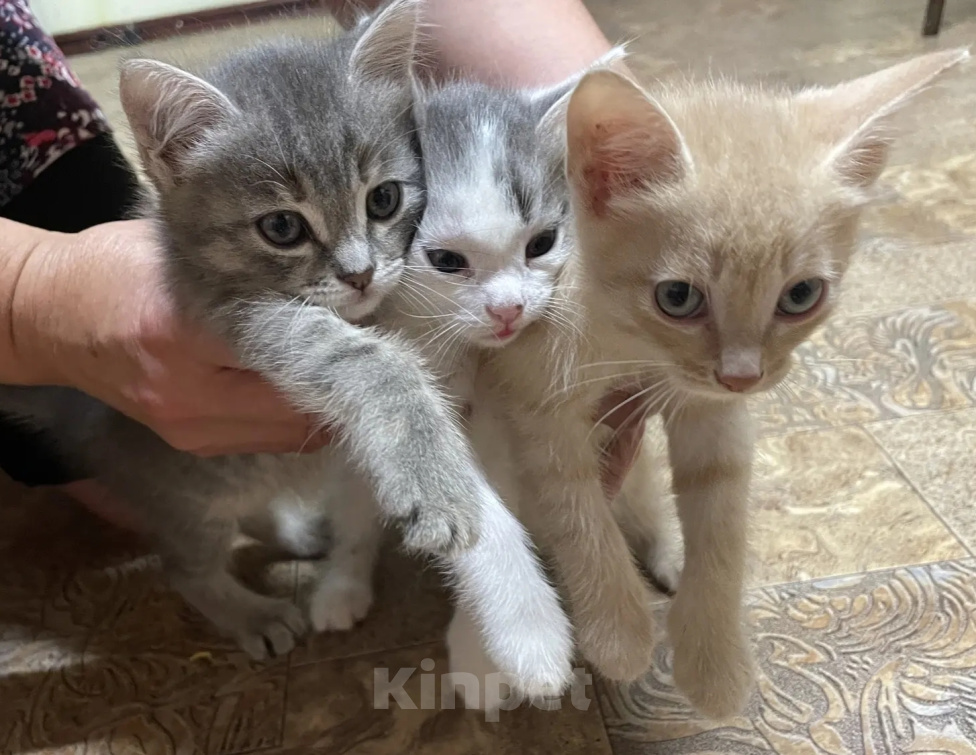 Кошки в Омске: Отдаю котят в добрые руки Разнополые, Бесплатно - фото 1