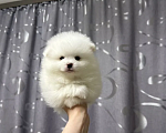 Собаки в Москве: Белый мальчик Мальчик, 20 000 руб. - фото 1