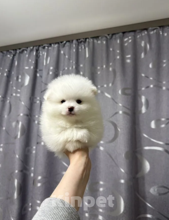 Собаки в Москве: Белый мальчик Мальчик, 20 000 руб. - фото 1