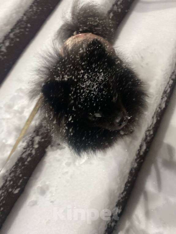 Собаки в Мурином: Отдам шпица Девочка, 10 000 руб. - фото 1