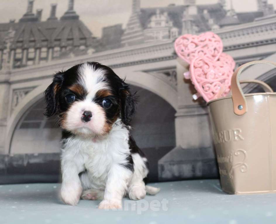 Собаки в Воронеже: Кавалер кинг чарльз спаниель триколор Девочка, 100 000 руб. - фото 1