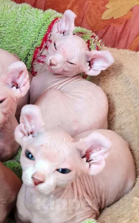 Кошки в Самаре: Чистокровные эльфы девочки Девочка, 5 000 руб. - фото 2