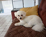 Собаки в Москве: Продаем в новую семью мальчика Бишон Фризе  Мальчик, 40 000 руб. - фото 1
