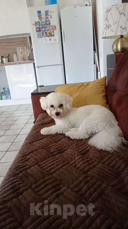 Собаки в Москве: Продаем в новую семью мальчика Бишон Фризе  Мальчик, 40 000 руб. - фото 1