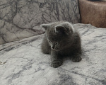 Кошки в Арзамасе: Продаю шотландского прямоухого котика Мальчик, 5 000 руб. - фото 1
