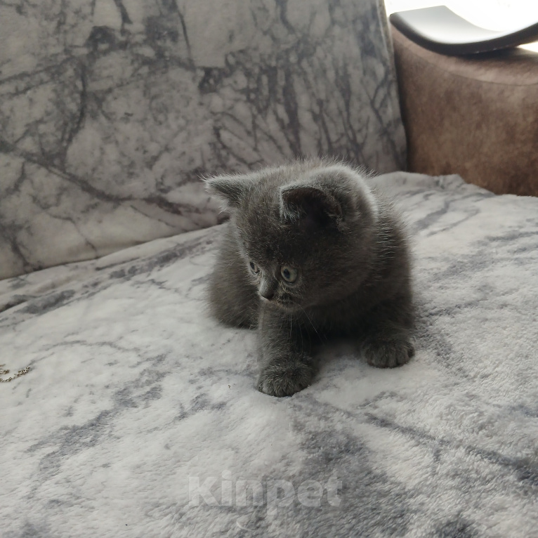 Кошки в Арзамасе: Продаю шотландского прямоухого котика Мальчик, 5 000 руб. - фото 1