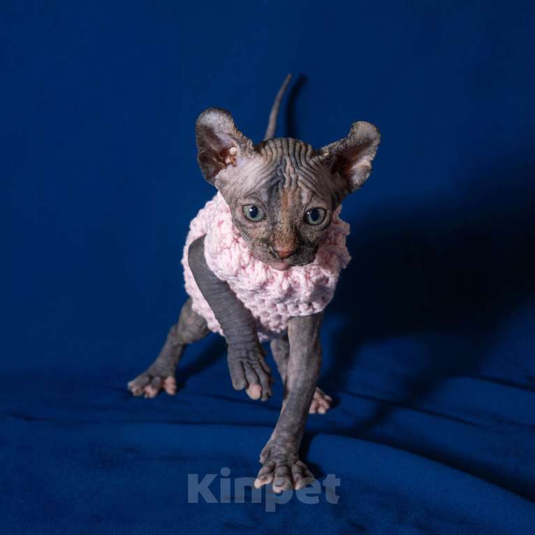 Кошки в Москве: Сфинкс эльф Девочка, 40 000 руб. - фото 3