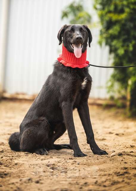 Собаки в Москве: Щенок Боб ищет новых заботливых владельцев хозяев Мальчик, Бесплатно - фото 2