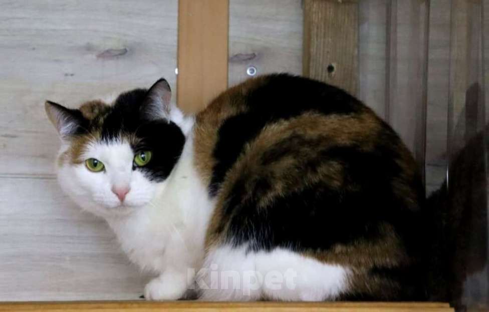 Кошки в Люберцах: Марфа и Гоша в поисках семьи  Мальчик, Бесплатно - фото 6