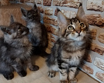 Кошки в Петрозаводске: Котята мейн-кун Мальчик, 35 000 руб. - фото 1