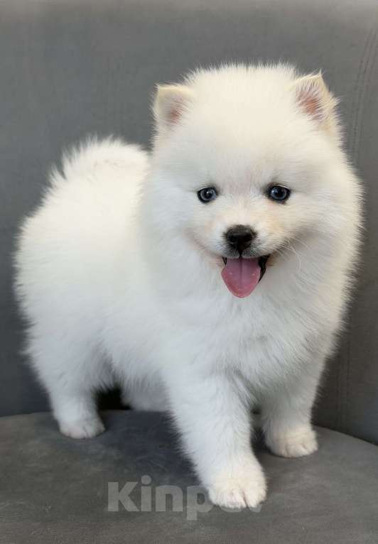 Собаки в Санкт-Петербурге: Девочка помски Девочка, 50 000 руб. - фото 1