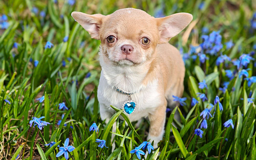 Мини мальчик с лиловым носиком