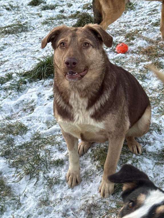 Собаки в других городах Владимирской области: Красивая и очень добрая собака в добрые руки бесплатно Девочка, Бесплатно - фото 4