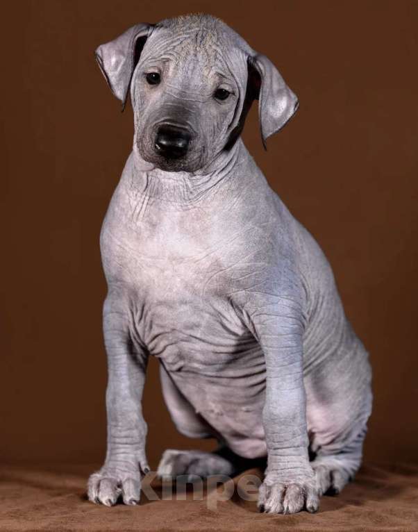 Собаки в Рыбинске: В продаже щенок ксолоитцкуинтли стандартного размера Девочка, 80 000 руб. - фото 1