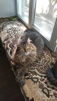 Кошка