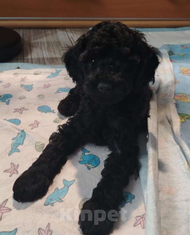 Собаки в Котельнике: Пудель с документами РКФ Разнополые, Бесплатно - фото 5