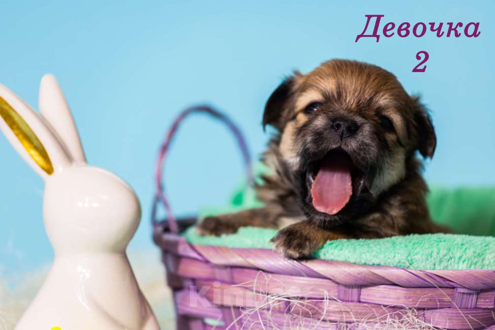 Собаки в Казани: Щенки чихуахуа Девочка, 50 000 руб. - фото 1