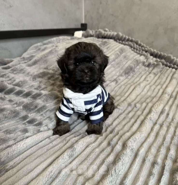 Собаки в Гулькевичах: Мальчишка Мальтипу Мальчик, 60 000 руб. - фото 3