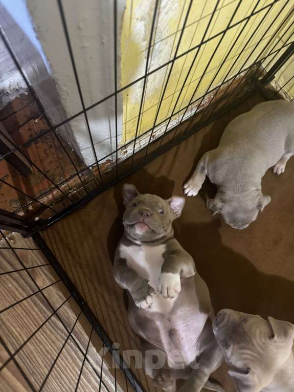 Собаки в Ставрополе: Щенки Американского Булли Мальчик, 80 руб. - фото 3