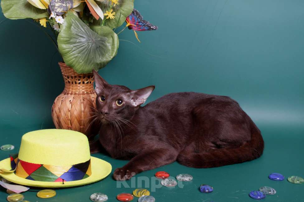 Кошки в Москве: Ориентал шоколадный на вязку Мальчик, 2 500 руб. - фото 3