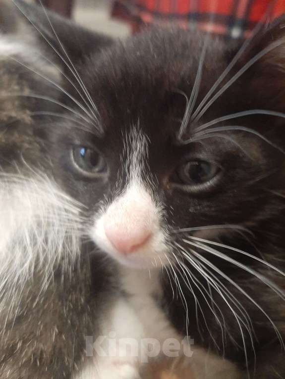 Кошки в Гатчине: Отдам котят в добрые руки Мальчик, Бесплатно - фото 3