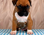 Собаки в Москве: Красивые мальчики амстаффа  Мальчик, 80 000 руб. - фото 9