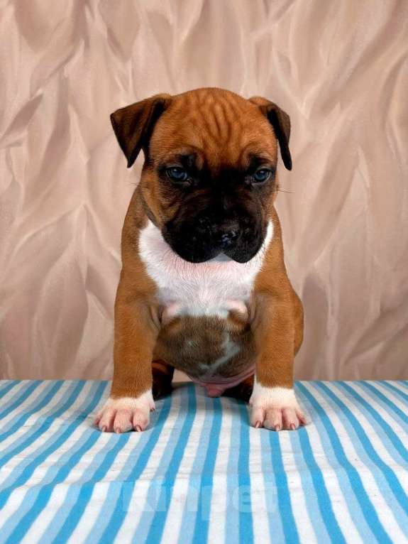 Собаки в Москве: Красивые мальчики амстаффа  Мальчик, 80 000 руб. - фото 9