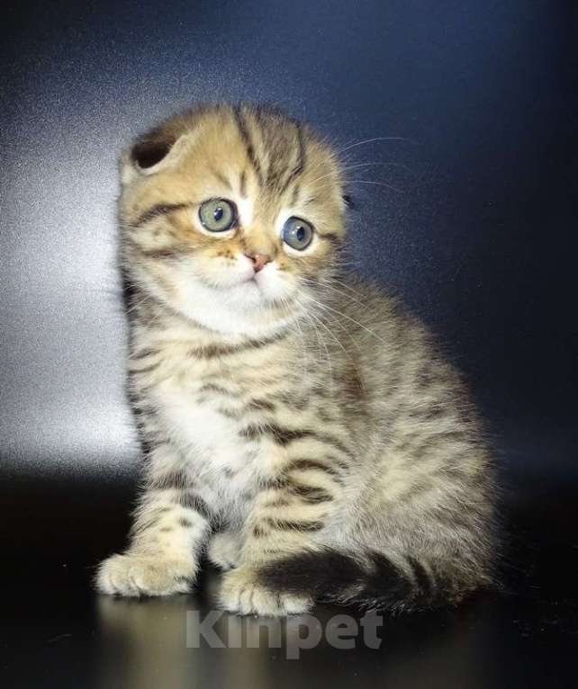 Кошки в Москве: Шотланские котята, шоколадный окрас, девочки, БРИД-класс Девочка, 30 000 руб. - фото 5