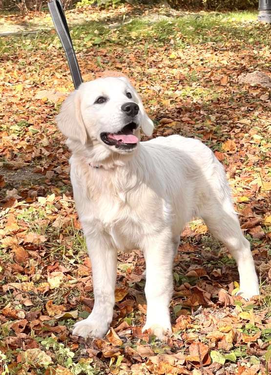 Собаки в других городах Московской области: Щенки Породы Золотистый ретривер  Мальчик, Бесплатно - фото 2