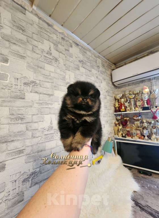 Собаки в Москве: Шпиц померанский в медвежьем типе питомник Ркф Мальчик, Бесплатно - фото 2