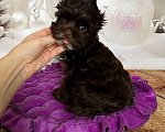 Собаки в Сосновом Бору: Мальчик шоко йорка Нео ( документы НРКА) Мальчик, 45 000 руб. - фото 3