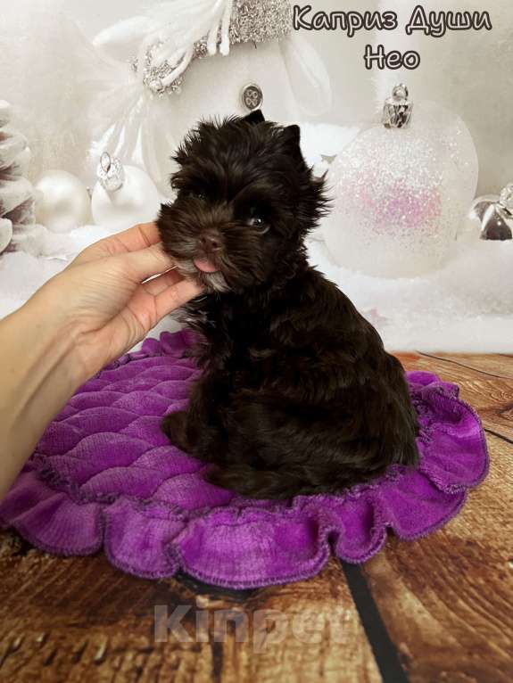 Собаки в Сосновом Бору: Мальчик шоко йорка Нео ( документы НРКА) Мальчик, 45 000 руб. - фото 3