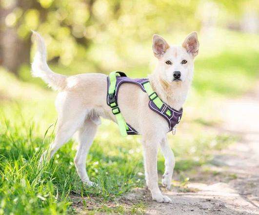 Собаки в Москве: Бельчик из приюта ищет дом Мальчик, Бесплатно - фото 5