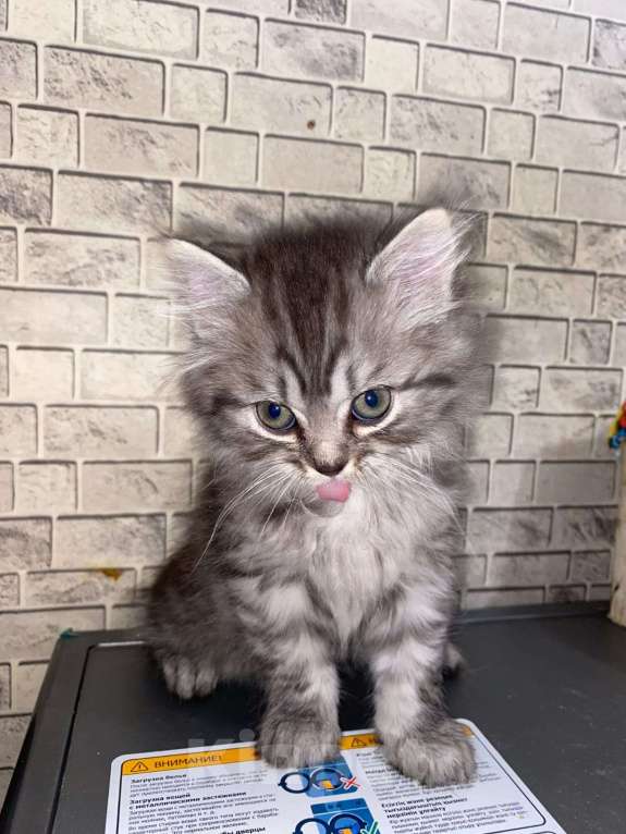 Кошки в Иркутске: Британские котята Мальчик, 5 000 руб. - фото 3