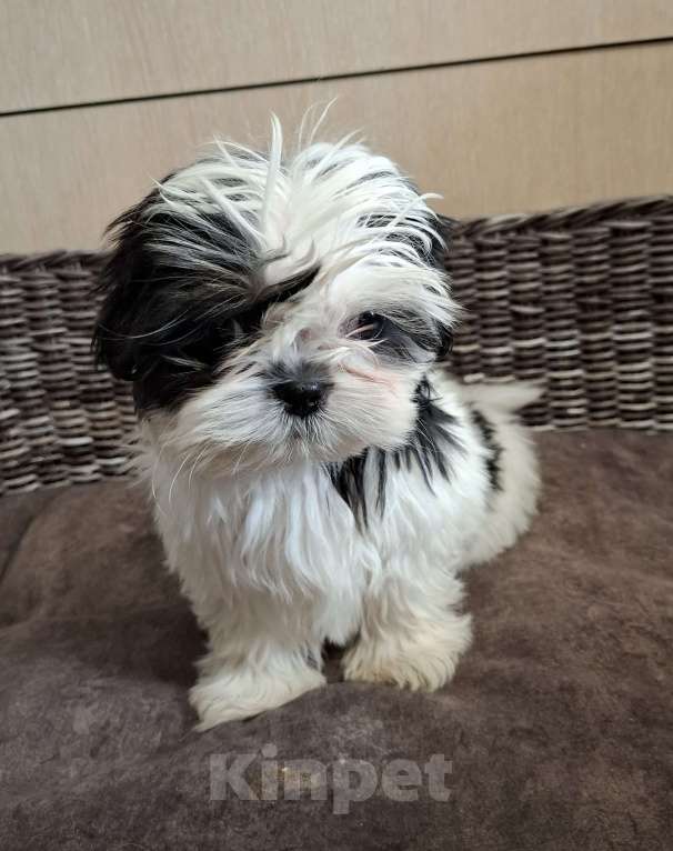 Собаки в Кропоткине: Ши-тцу Мальчик, 20 000 руб. - фото 3
