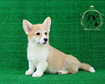 Собаки в других городах Краснодарского края: Девочка Вельш корги пемброк Девочка, 40 000 руб. - фото 1