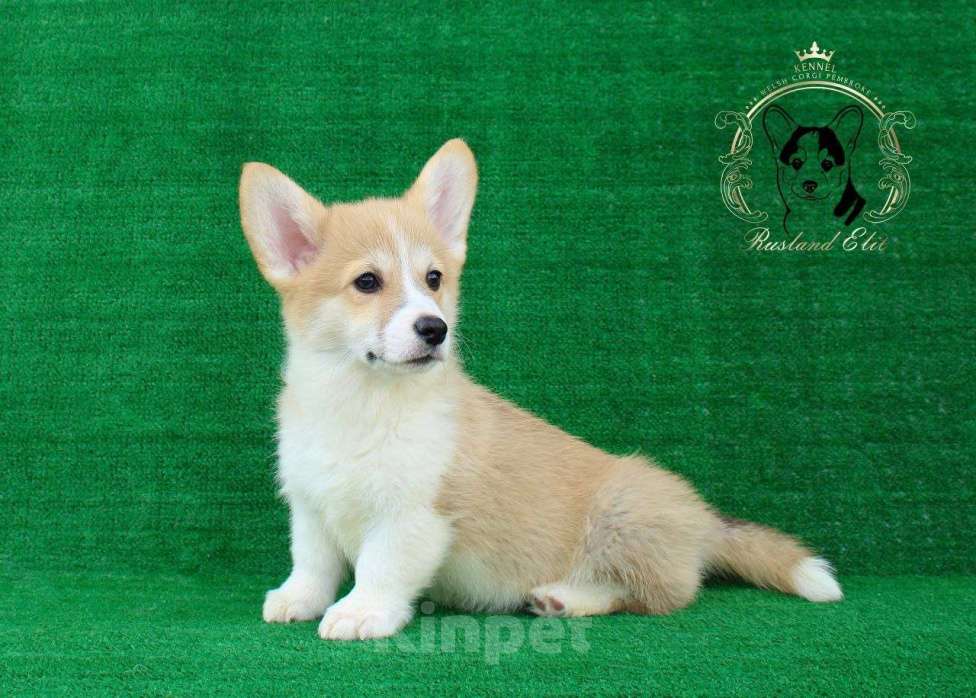 Собаки в других городах Краснодарского края: Девочка Вельш корги пемброк Девочка, 40 000 руб. - фото 1