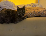 Кошки в Химках: Пристраиваю двух кошек Девочка, Бесплатно - фото 2