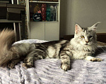 Кошки в Барнауле: Котенок Мейн-Кун Девочка, 20 000 руб. - фото 3