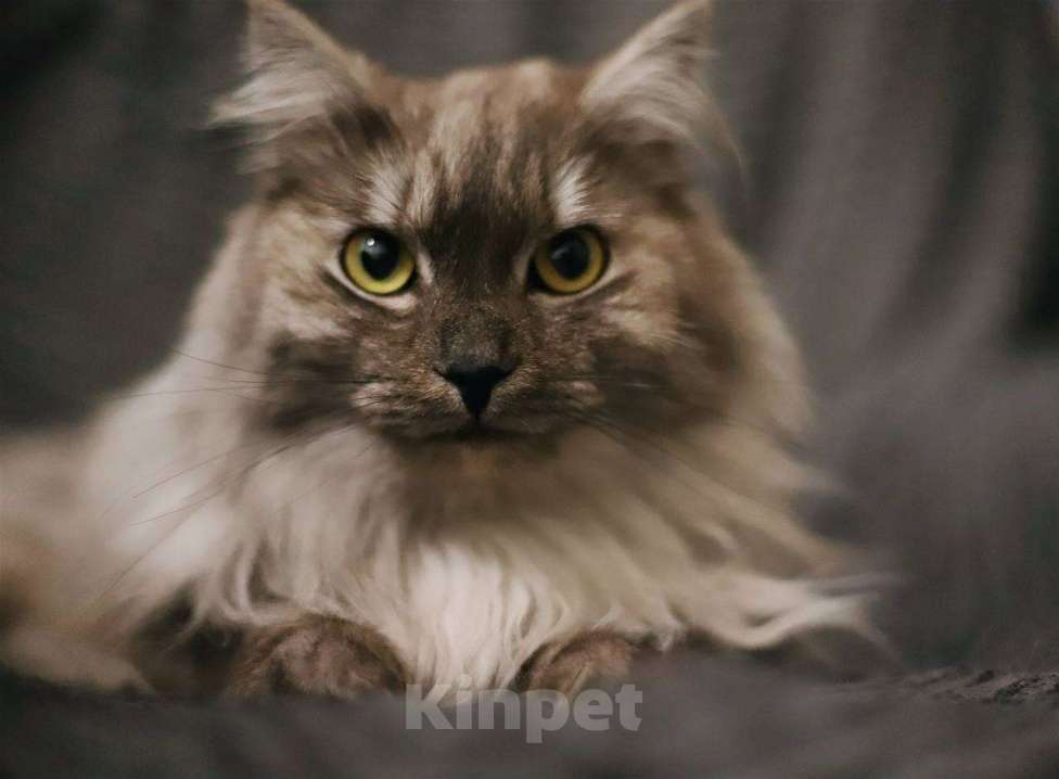 Кошки в Балашихе: Эш Мальчик, Бесплатно - фото 3