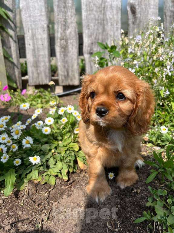 Собаки в Можге: Щенки Кавалер кинг чарльз спаниель  Девочка, 65 000 руб. - фото 9