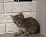 Кошки в Самаре: Котята в добрые руки Девочка, Бесплатно - фото 1