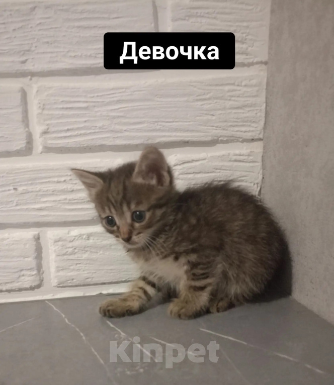 Кошки в Самаре: Котята в добрые руки Девочка, Бесплатно - фото 1