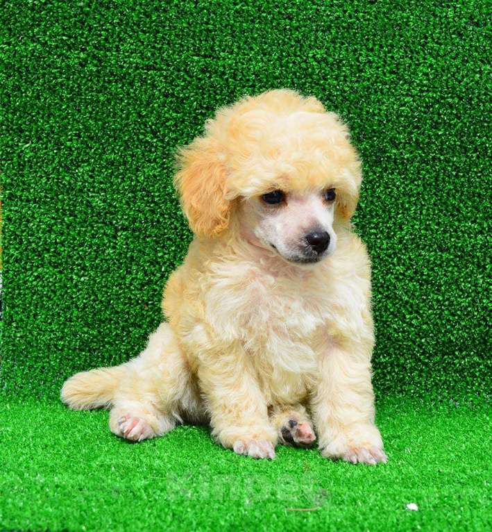 Собаки в Новороссийске: Той пудель белый Мальчик, 60 000 руб. - фото 1
